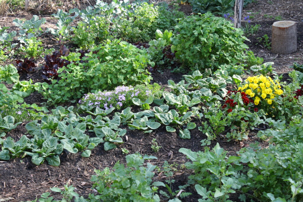 Keep It Clean: Practices for Healthy Vegetable Gardens | NC State Extension