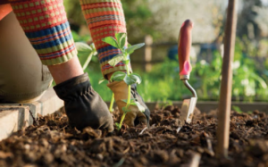 Person planting a plant in soil