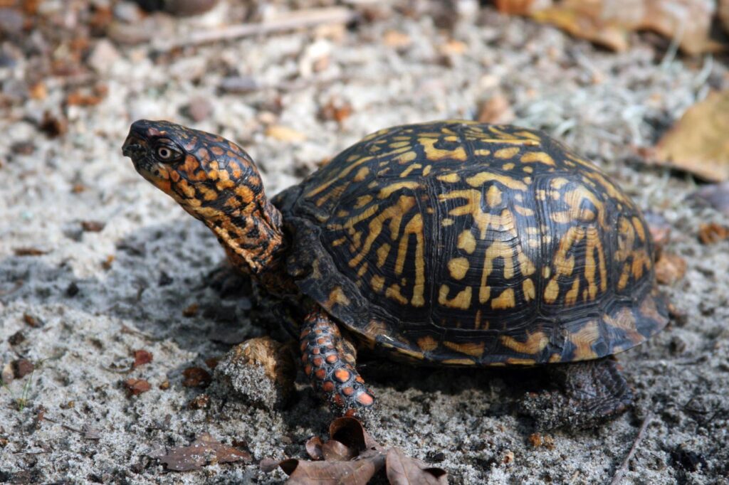 The Turtles of the High Country | N.C. Cooperative Extension