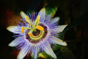 Passion Flower