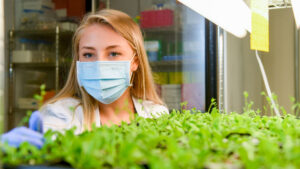 Female scientist at NC State University conducts research with plants while wearing a face mask.