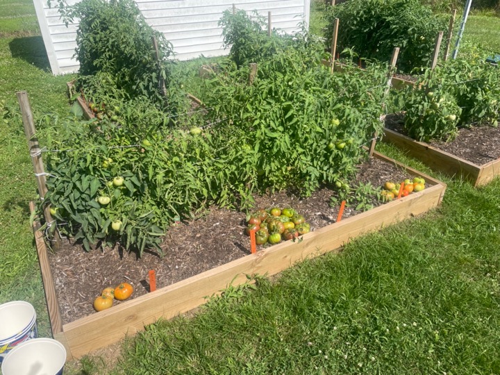 Tomato Evaluation Project N C Cooperative Extension