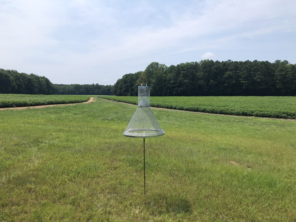 Corn Earworm Bollworm Flight Has Started Nc State Extension 8637