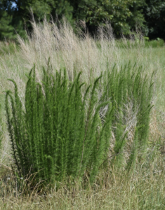 image of tall weed