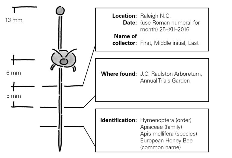 Creating An Insect Collection | NC State Extension