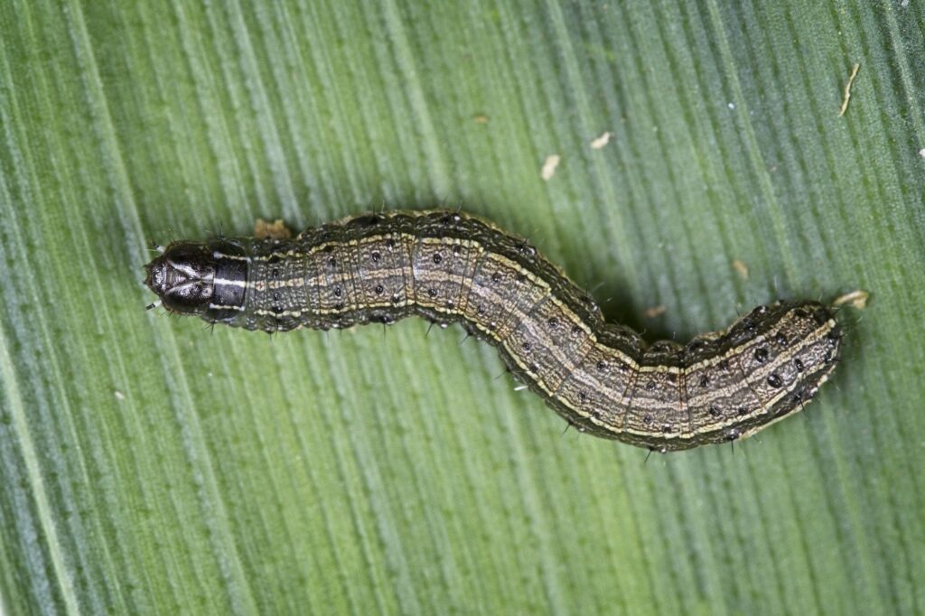 download armyworm caterpillars