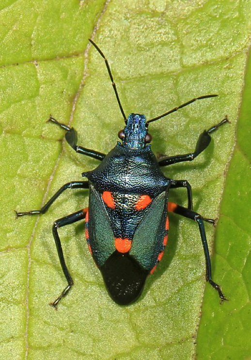 The Good, the Bad, and the Lovely: Arthropods on a Horticulture Farm ...