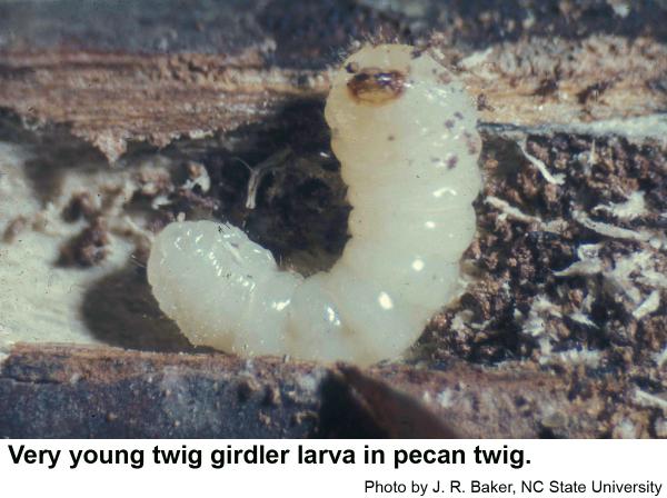 Pecan Twig Girdlers | N.C. Cooperative Extension