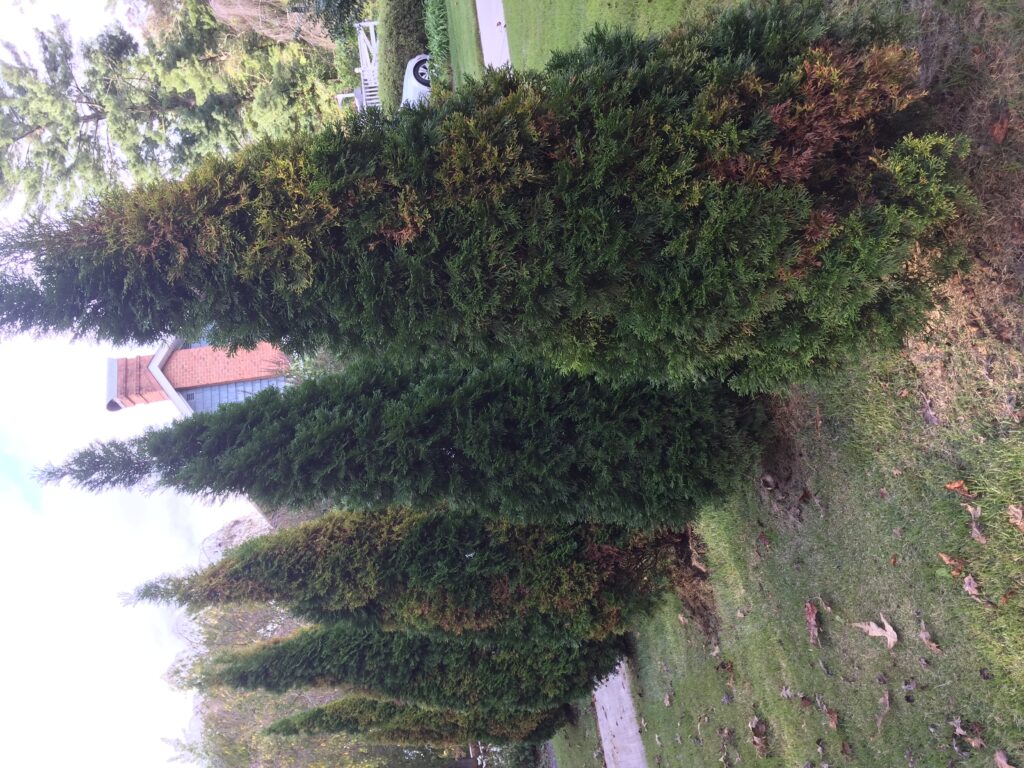 Plant Health Alert – Arborvitae Problems | N.C. Cooperative Extension