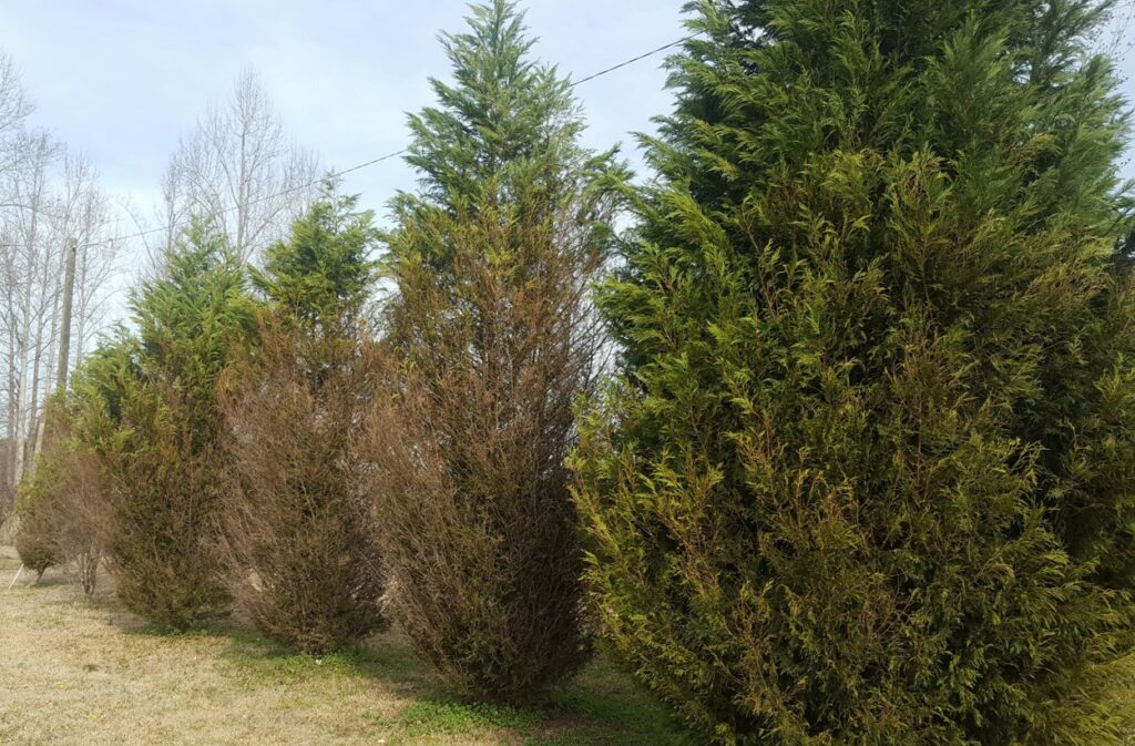 Identification and Decision Guide for Cypress Problems | NC State Extension