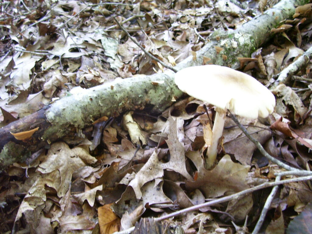 Why Mushrooms Grow in My Yard? N.C. Cooperative Extension