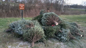 Cover photo for Recycle Your Discarded Christmas Tree This Year!