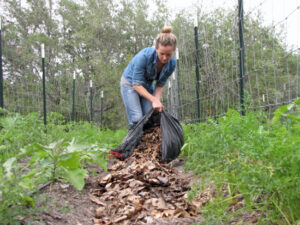 Mulching Leaves