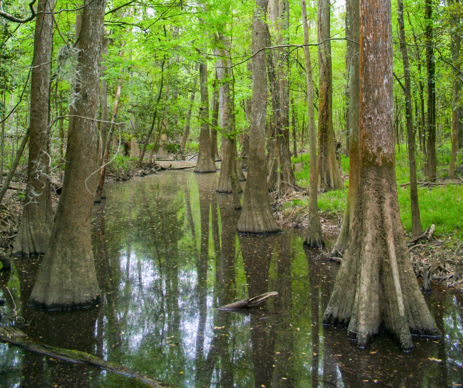 Congaree National Park | N.C. Cooperative Extension