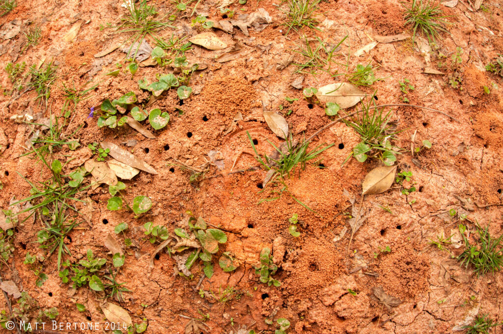 It’s The Season For Busy Ground Nesting Bees Nc State Extension