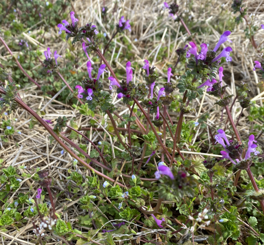 Pasture Weeds – Henbit vs Purple Deadnettle | N.C. Cooperative Extension