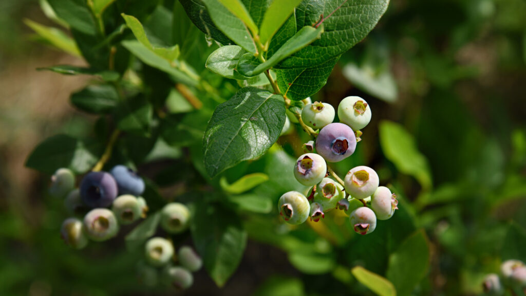 The Meteoric Rise Of North Carolina Blueberries | NC State Extension