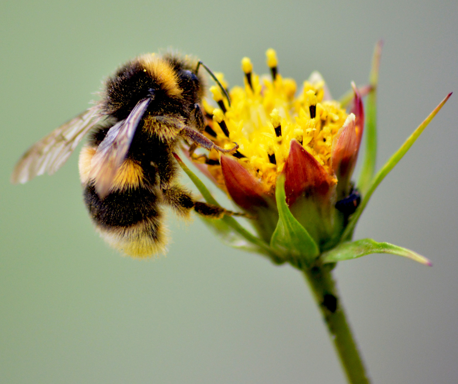 Native Bee Hive Clips: A Beginner's Guide to Supporting Pollinators