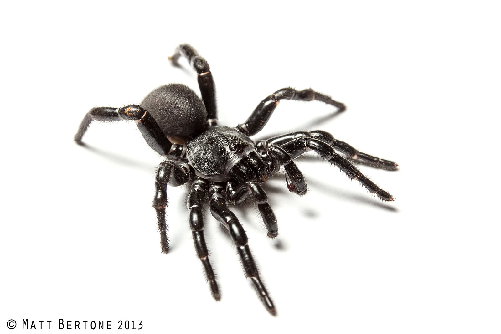 Local Spiders Confused for Deadly Relatives | NC State Extension