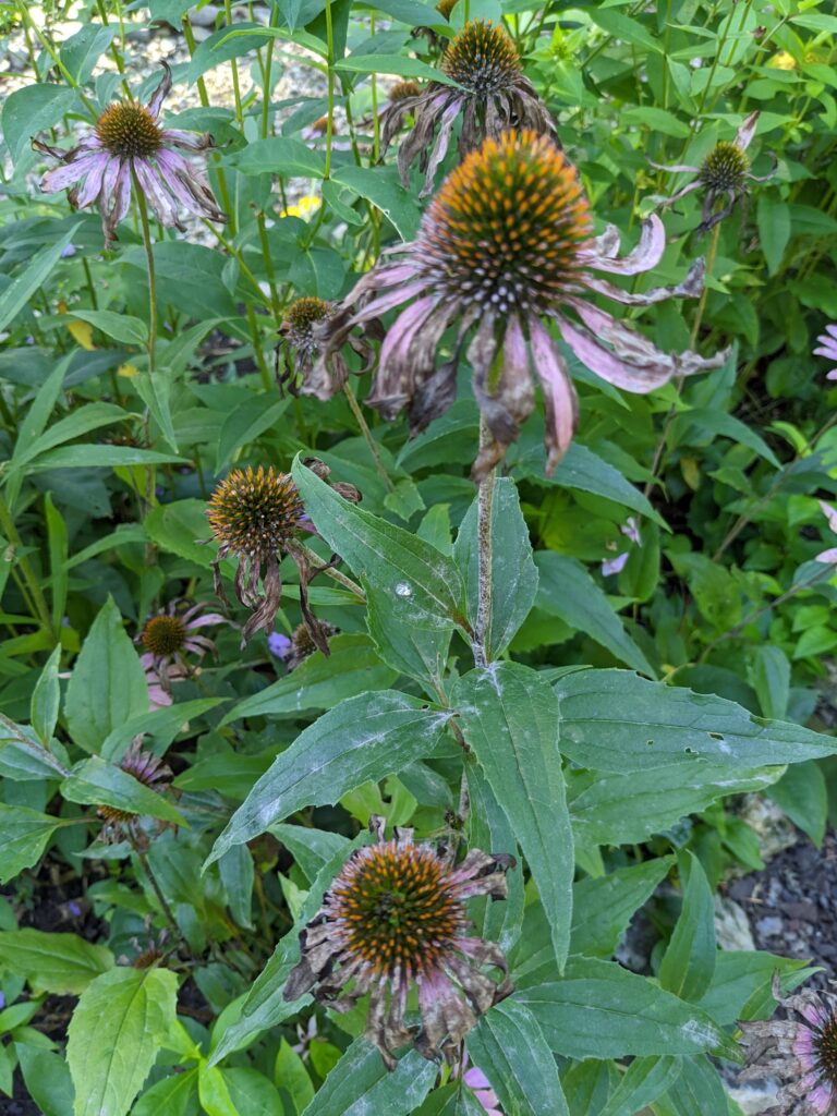 Pest Alert – Coneflower Diseases | N.C. Cooperative Extension