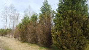 imageo of diseased leyland cypresses