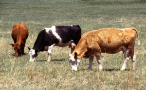 cattle in dry pasture