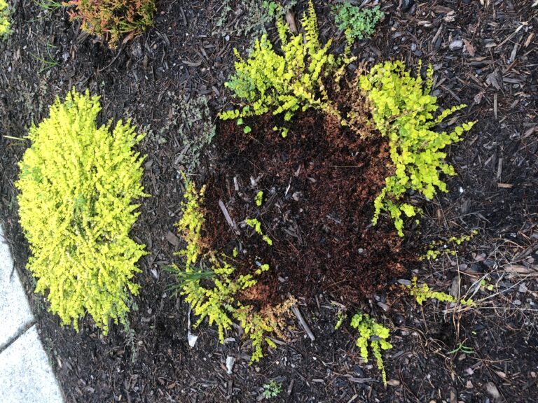 Pest Alert – Fungal Rot Of Creeping Jenny 