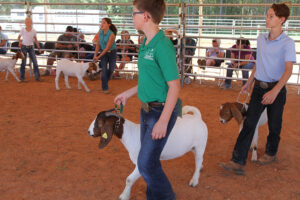 Cover photo for Save the Date:  2024 Chatham 4-H Livestock Show - Sat., Sept. 21