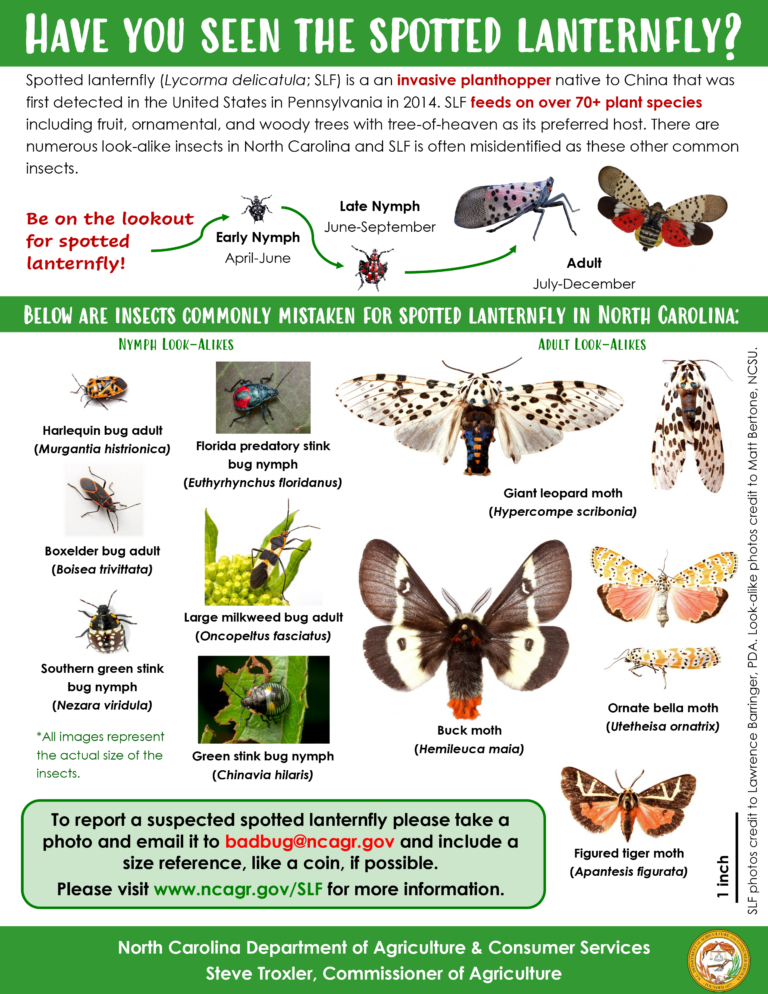 Invasive Insect Spotted in North Carolina | NC State Extension