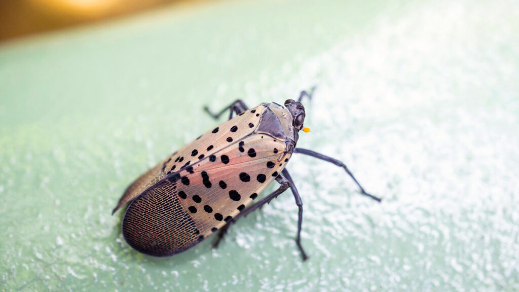 Invasive Insect Spotted in North Carolina