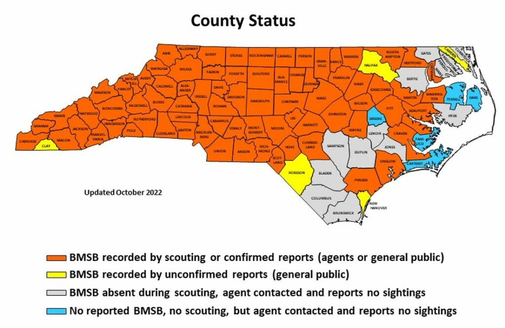 Brown Marmorated Stink Bug in North Carolina | NC State Extension