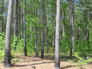 pine tree forest