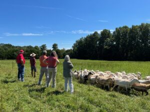 sheep farm