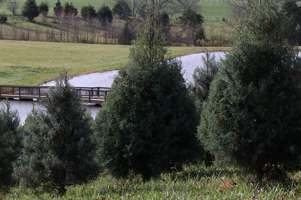 Buy Local Chatham County Christmas Trees! NC State Extension