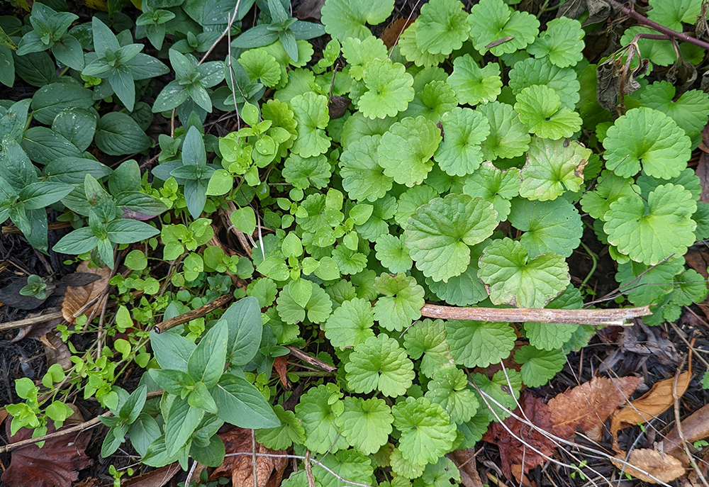 Fall Chores in the Pollinator Garden: Leave the Leaves and Save the ...