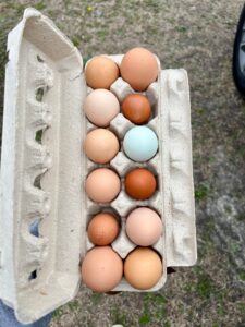 Fresh eggs