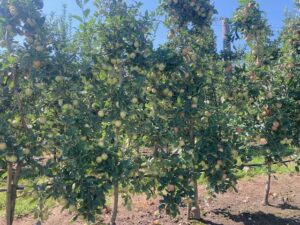 Cover photo for Apple Twilight Tour - May 16 at the Extension Variety Block