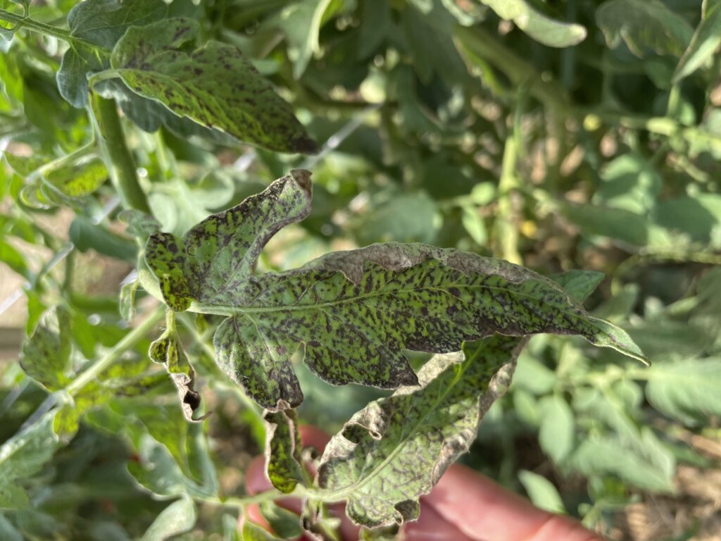 Resistance-breaking Variants Of Tswv Found On Tomato In Nc 