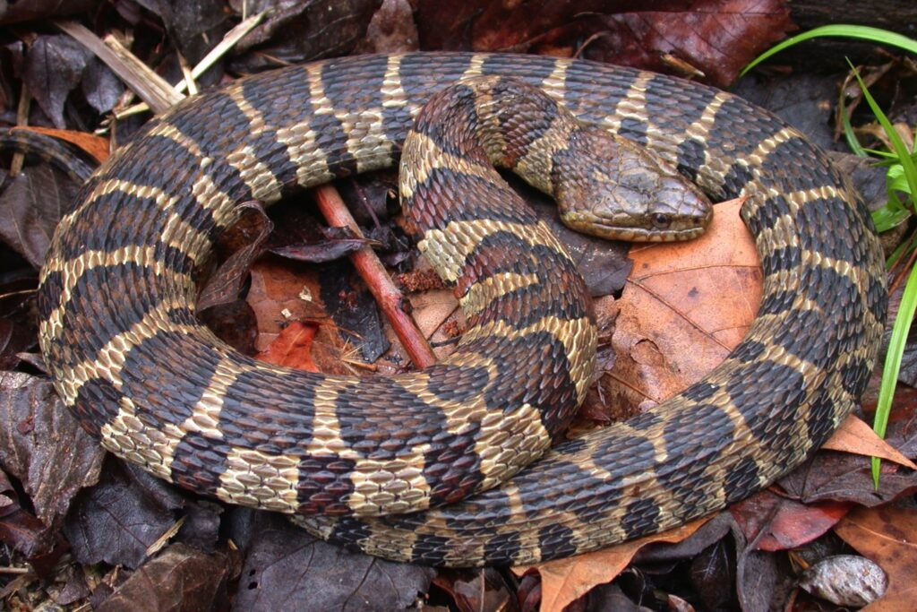 Common Snakes Of The High Country Of Western North Carolina | N.C ...