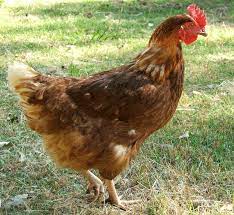 Rhode Island Red chicken. smileyjoanne/bigstock.com