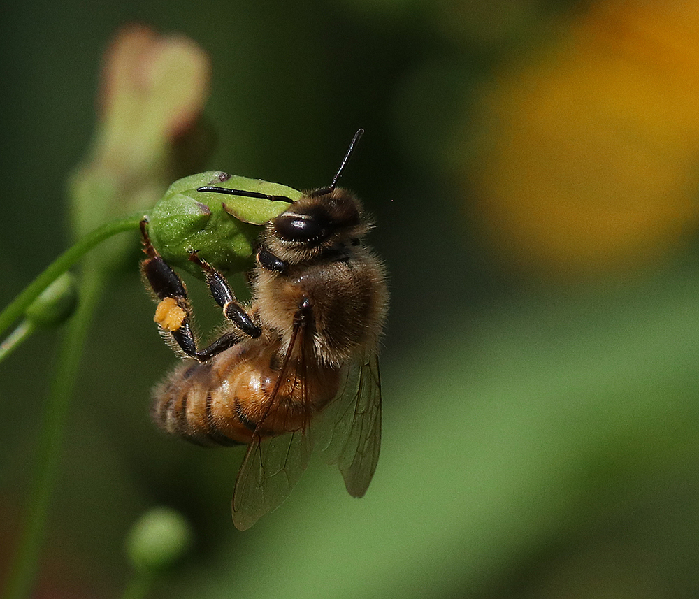 Pollinator Plant Spotlight: Late Figwort | NC State Extension