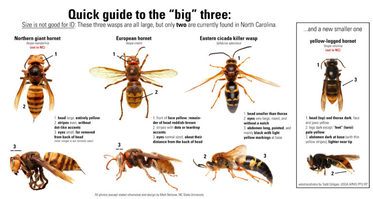 A Side by Side Comparison of the Northern Giant Hornet and Other ...