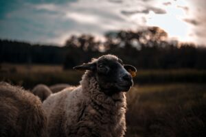 Happy Sheep