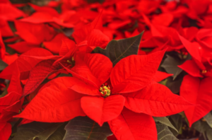 poinsettia