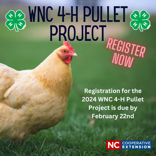 WNC 4 H Pullet Program 2024 N C Cooperative Extension   2024 Pullet 