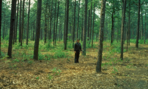 Forest with several trees underbrush cleared with man walking