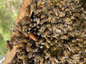 Cover photo for Beginner Beekeeping Course Starts January 2025