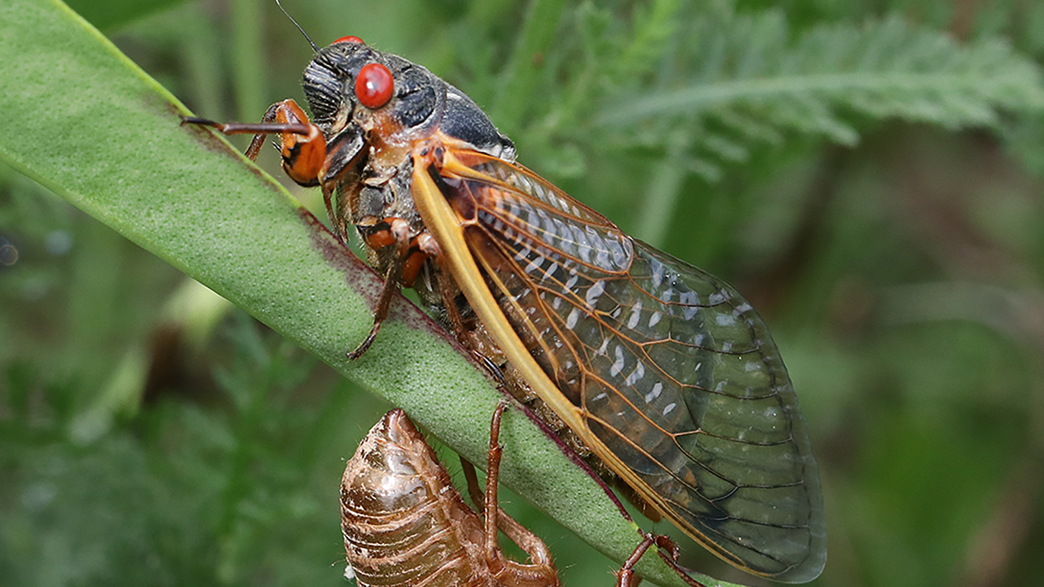 Cicadas, Katydids, & Crickets | N.C. Cooperative Extension