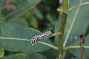 Caterpillar on milkweed