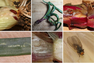 Cover photo for New Pest Alert! Allium Leafminer Gets Growers' Attention